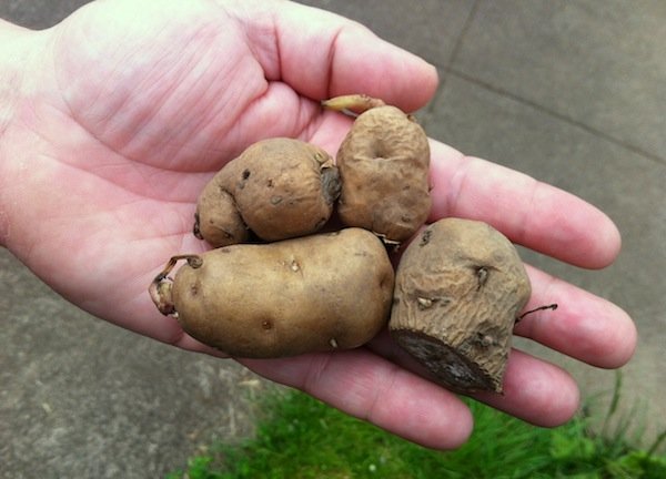 Spanish imports from South America to the Makah tribe in Washington to your garden. GoodStuffNW.com