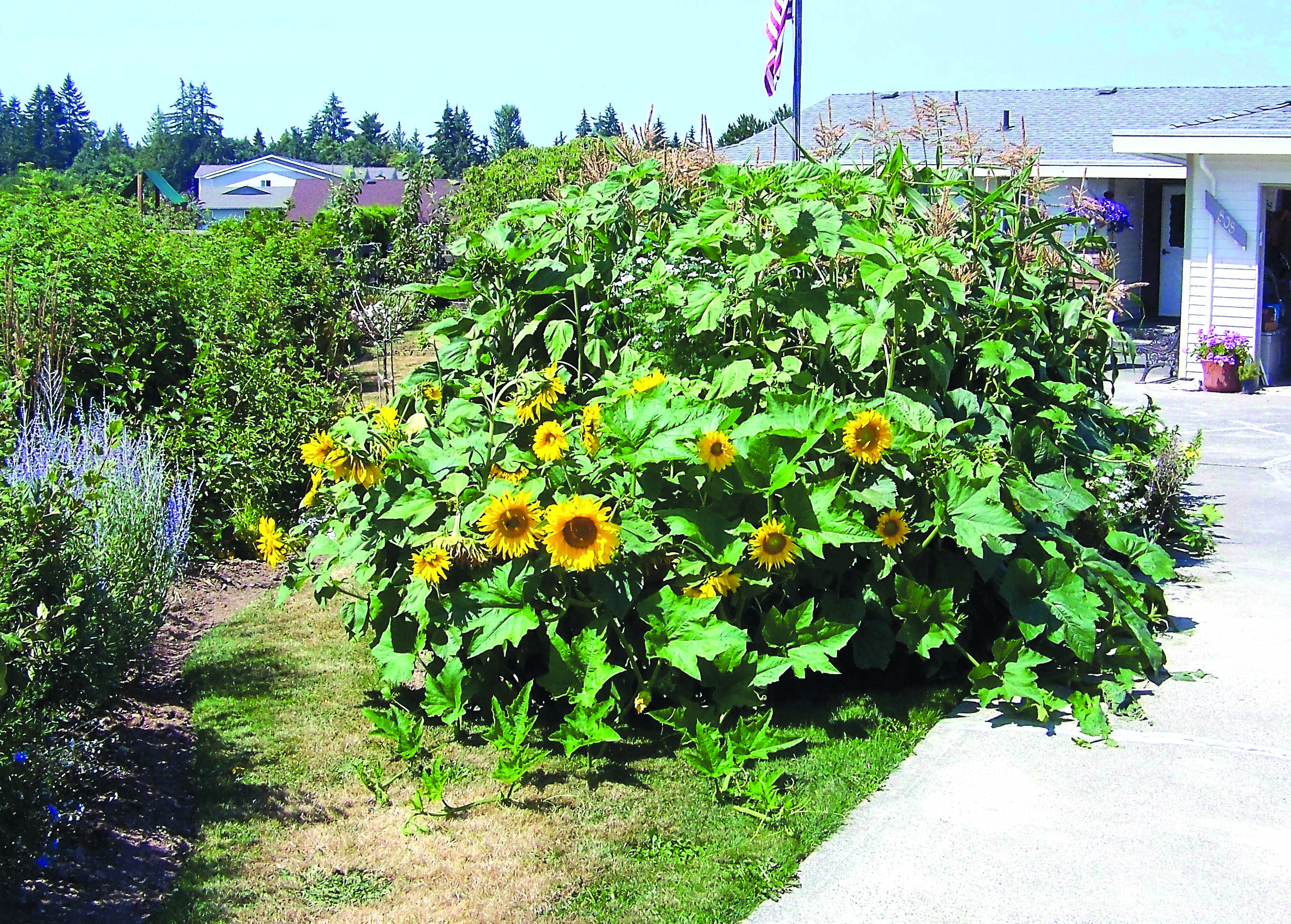 ” currently covered with cornstalk mulch going into the spring season
