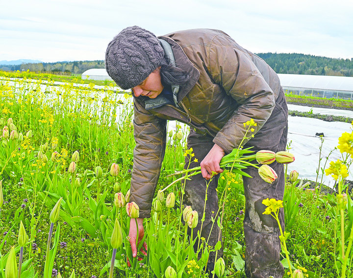 Red Dog Farm owner Karyn Williams gathers tulips that will be brought to the Port Townsend Farmers Market for Earth Day on Saturday. Charlie Bermant/Peninsula Daily News