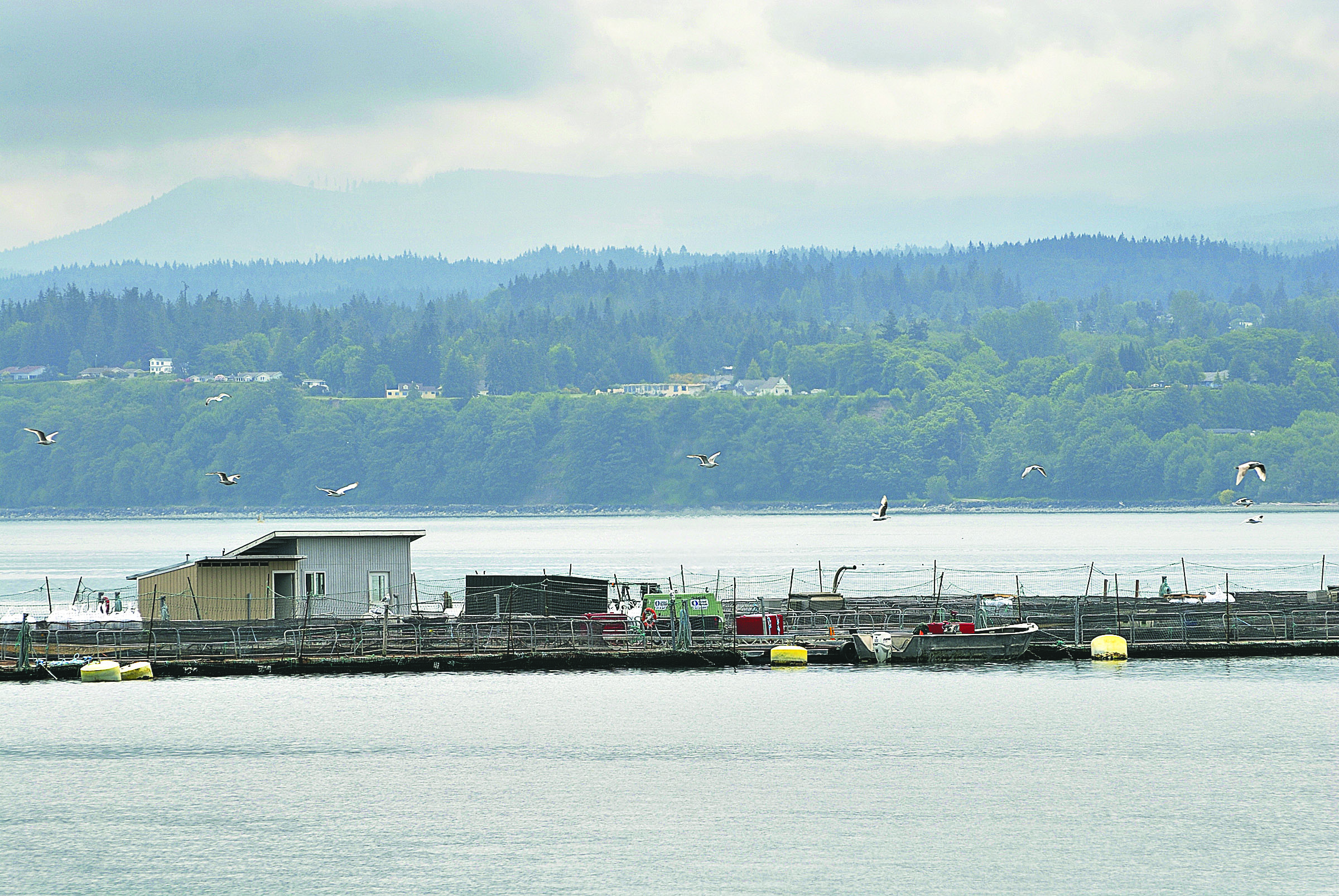 American Gold Seafood's ocean pens in Port Angeles are unaffected so far. Chris Tucker/Peninsula Daily News