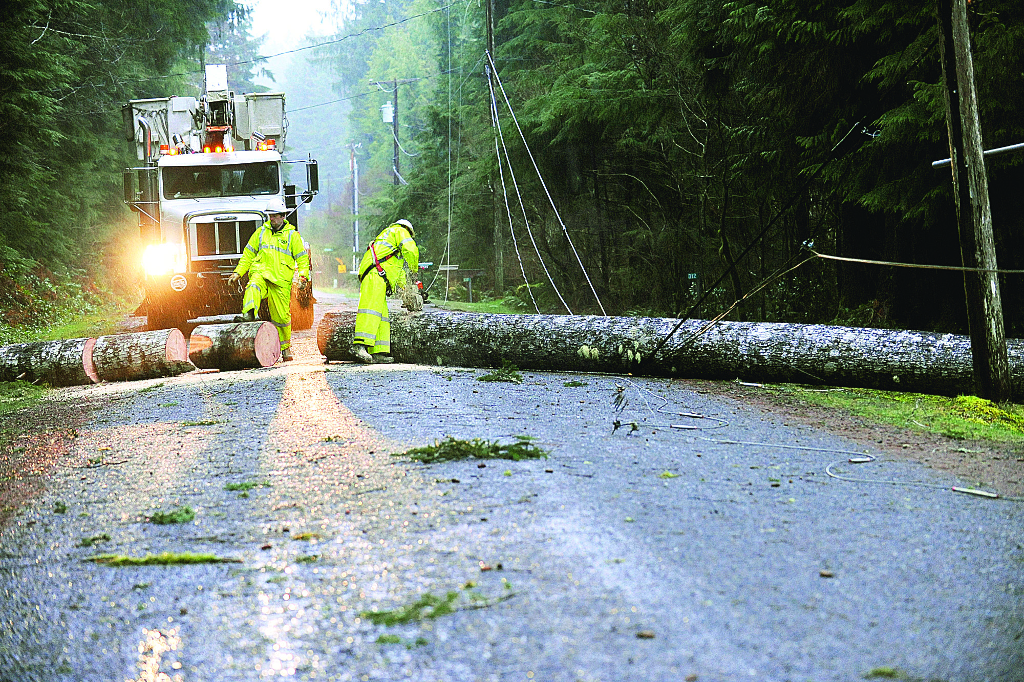 Clallam County Public Utility District crews remove a tree that was blown down across Steelhead Avenue north of Forks on Monday morning before repairing downed ower lines.  -- Photo by Lonnie Archibald/for Peninsula Daily News