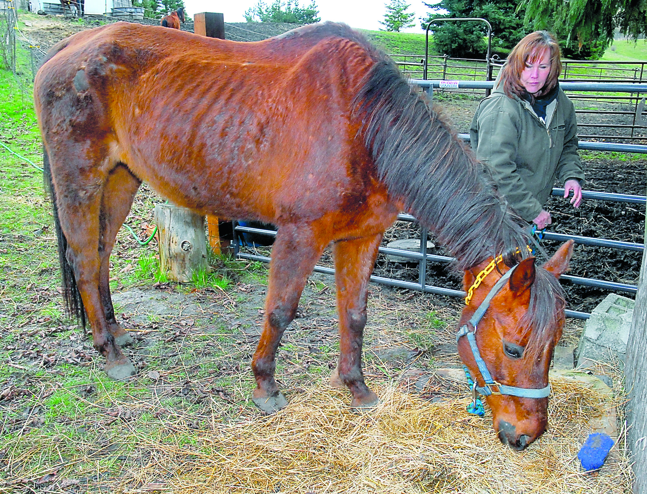 Diane Royall tends to a horse Tuesday that was taken from its owner for alleged mistreatment. Keith Thorpe/Peninsula Daily News