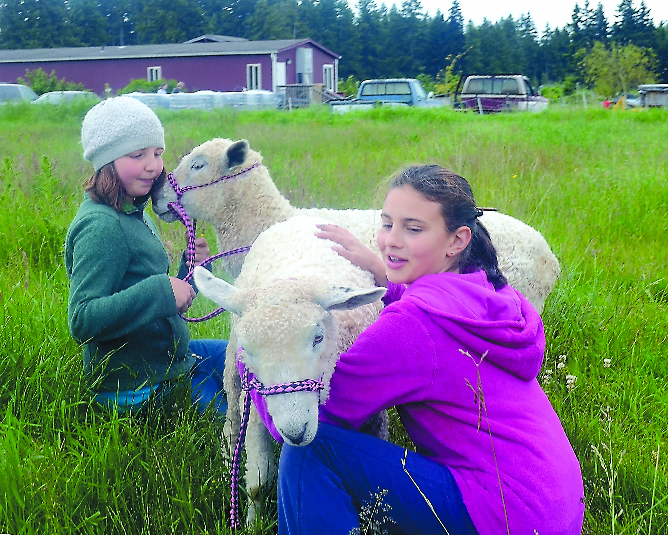 Clara Johnson-Noble and Ula Camastro take two sheep out for feeding time Clara Johnson-Noble and Ula Camastro take two sheep out for feeding time.  -- Photo by Charlie Bermant/Peninsula Daily News