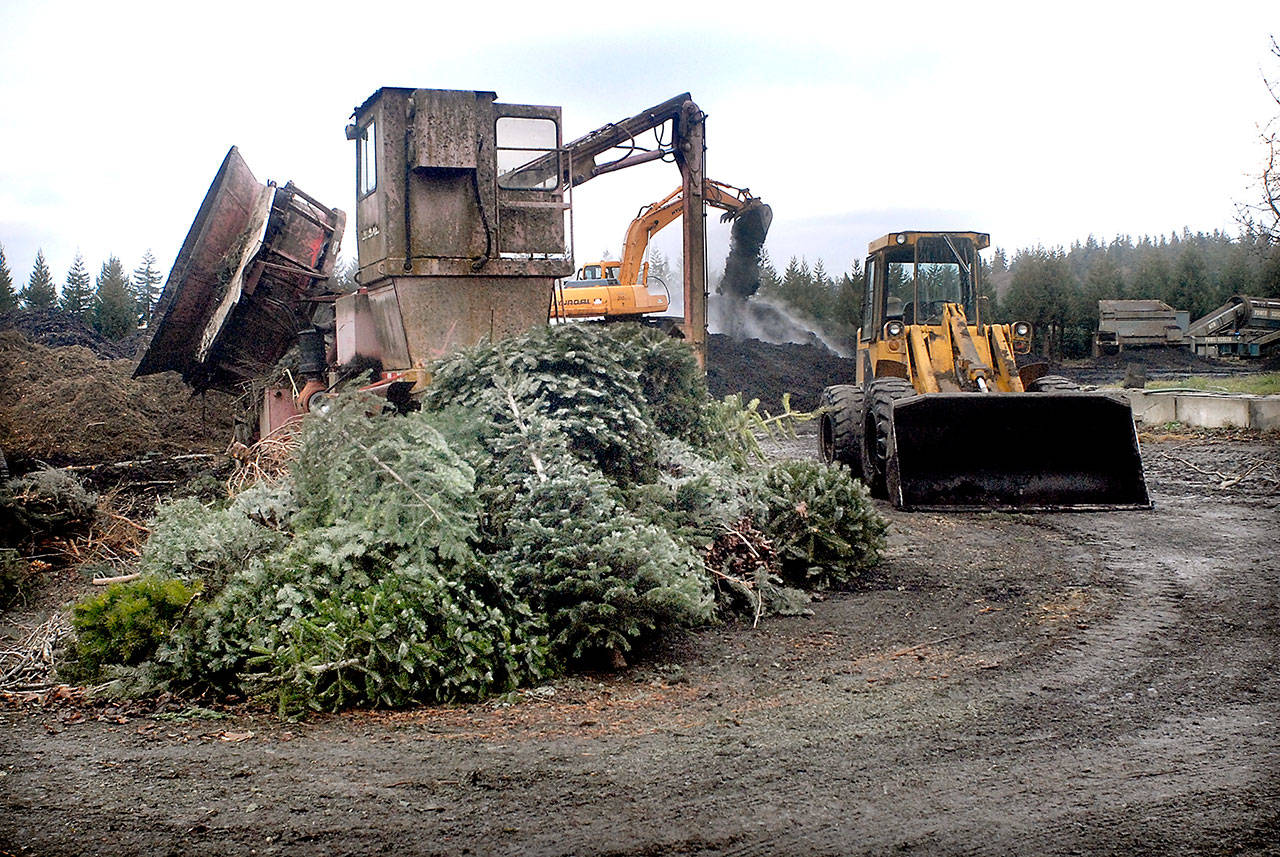 Discarded Christmas trees sit in a pile awaiting shredding and composting Wednesday at the Lazy J Tree Farm east of Port Angeles. (Keith Thorpe/Peninsula Daily News)
