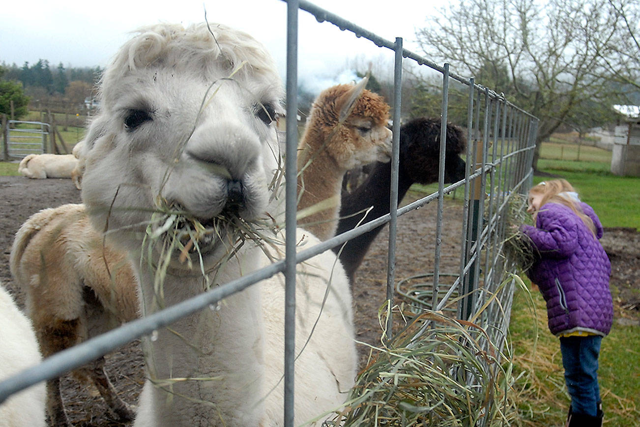 Alpacas, glass work on Sequim tour
