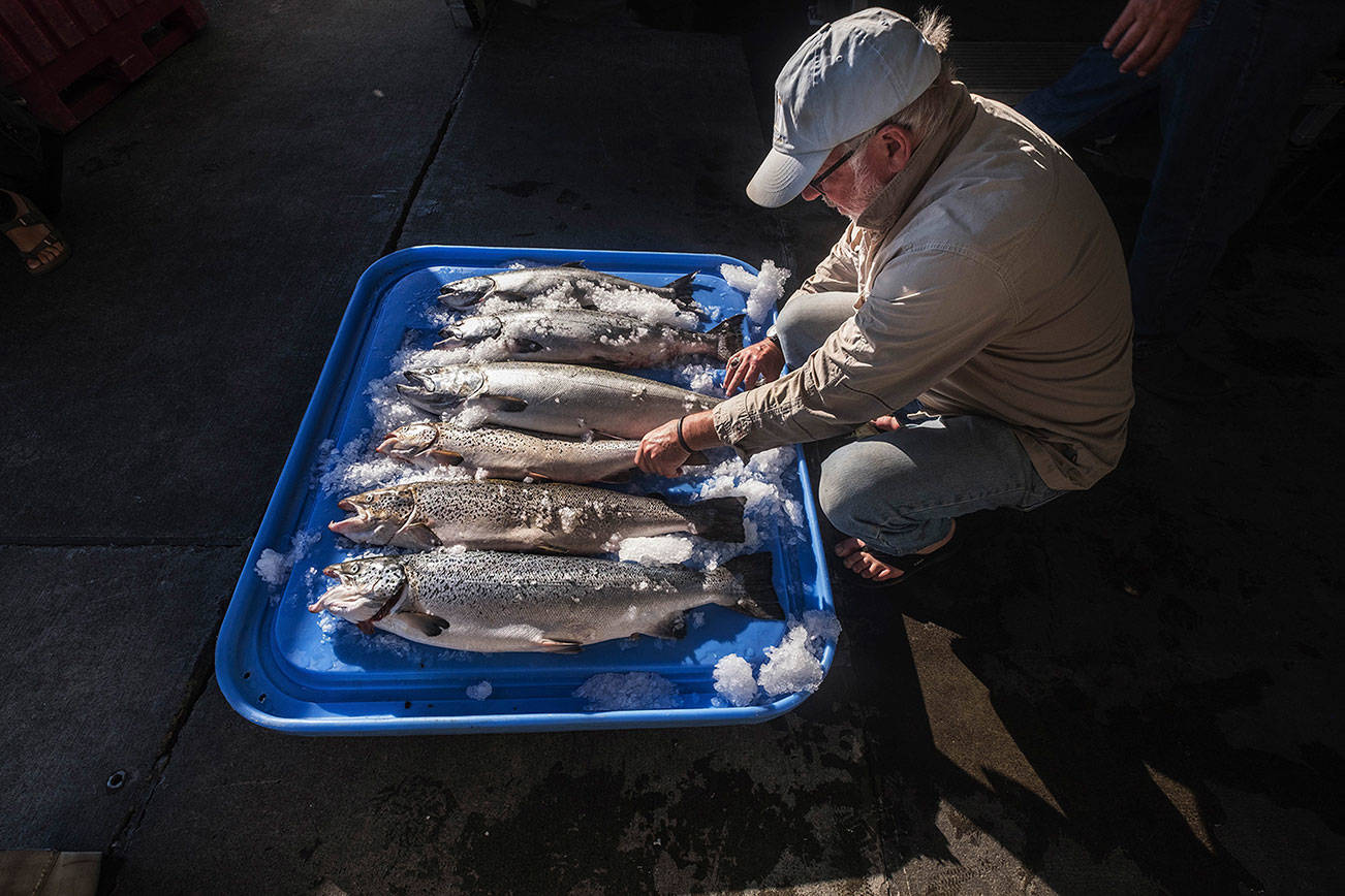 Cooke fined $332,000 for salmon release