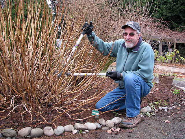 Master Gardener Keith Dekker presents “Pruning Year Round” on Thursday in Port Angeles, part of the Clallam County Master Gardener Green Thumb Garden Tips educational series.