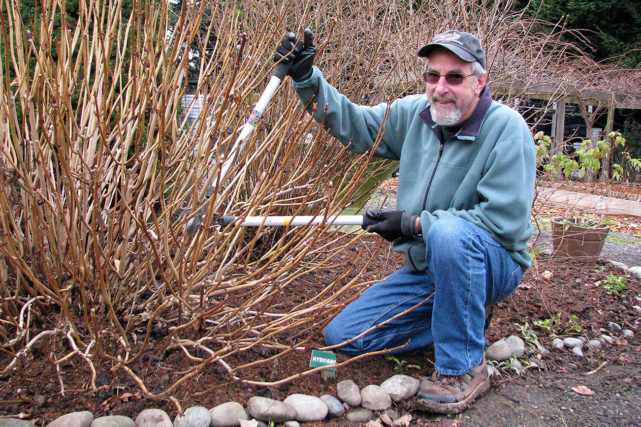 Master Gardener to talk proper pruning