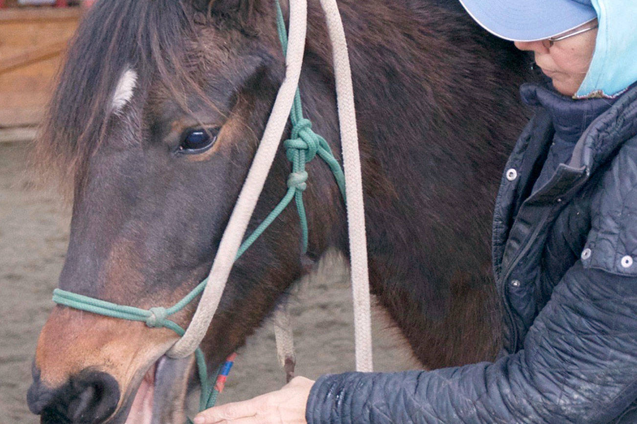 HORSEPLAY: Local horse blogger offers tips on bridling