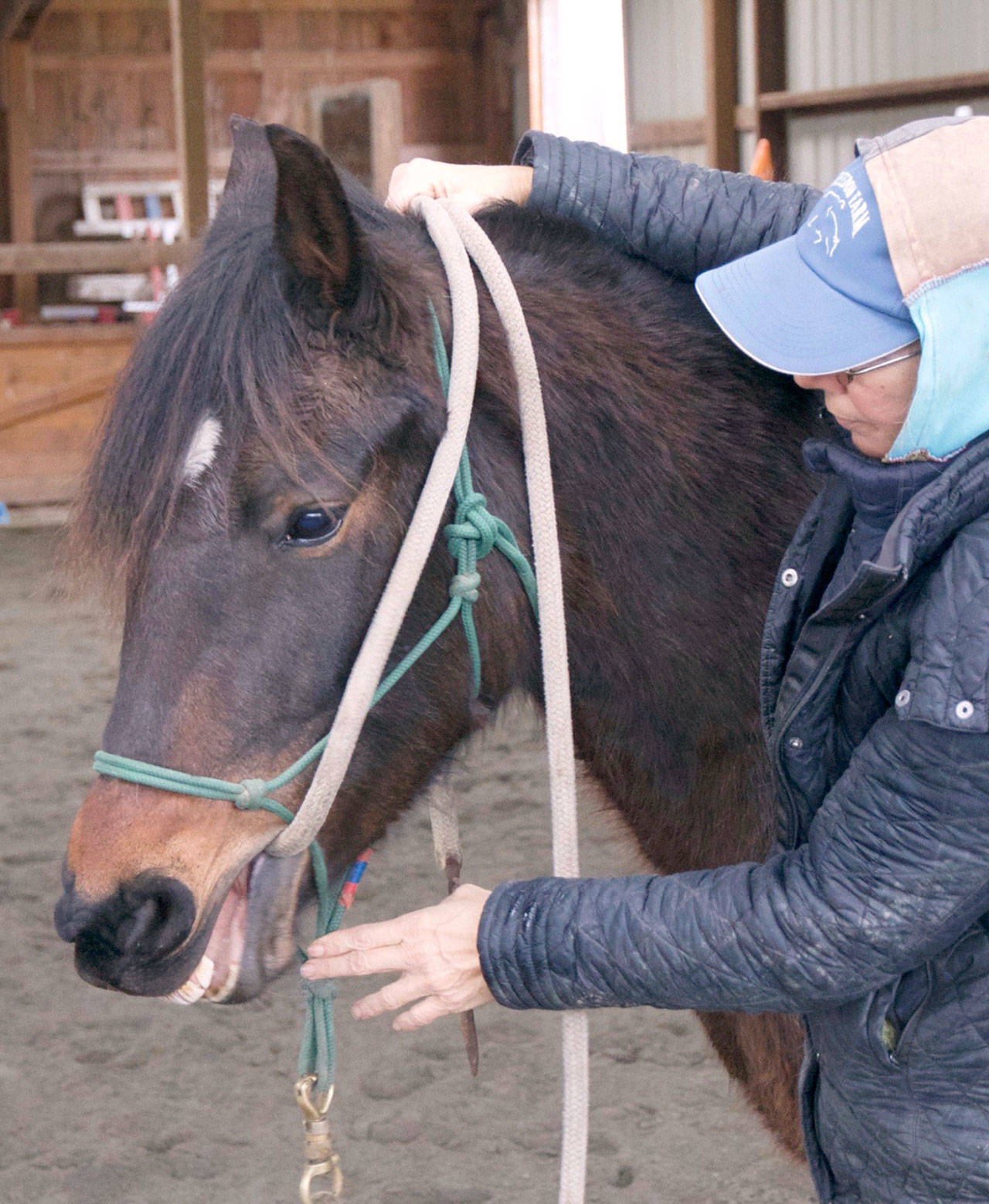Freedom Farm owner Mary Gallagher shares her insights on teaching patterns related to teaching a horse to accept the bridle via her blog on her websie at <a href="https://www.freedom-farm.net/" target="_blank">Freedom-farm.net</a>. (Mary Tulin)