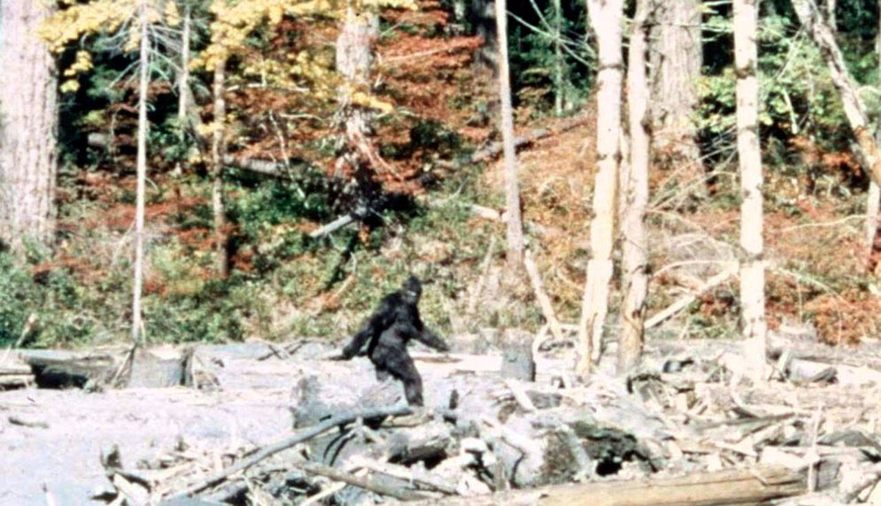 This is frame 352 of the 1967 Patterson-Gimlin film, which allegedly depicts a Sasquatch walking in Northern California.