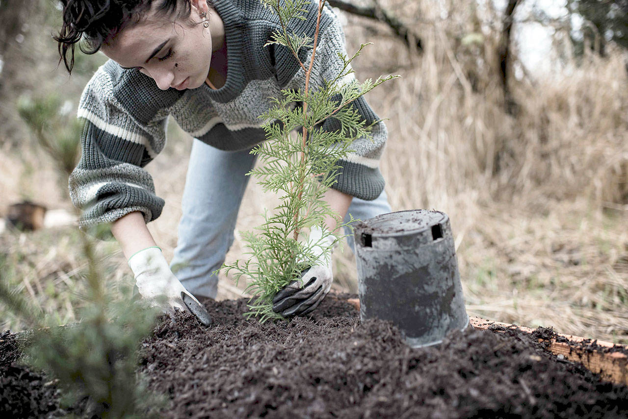 Amina Stier of Port Townsend High School plants a cedar during the Plant-A-Thon. (Eric Rabena)