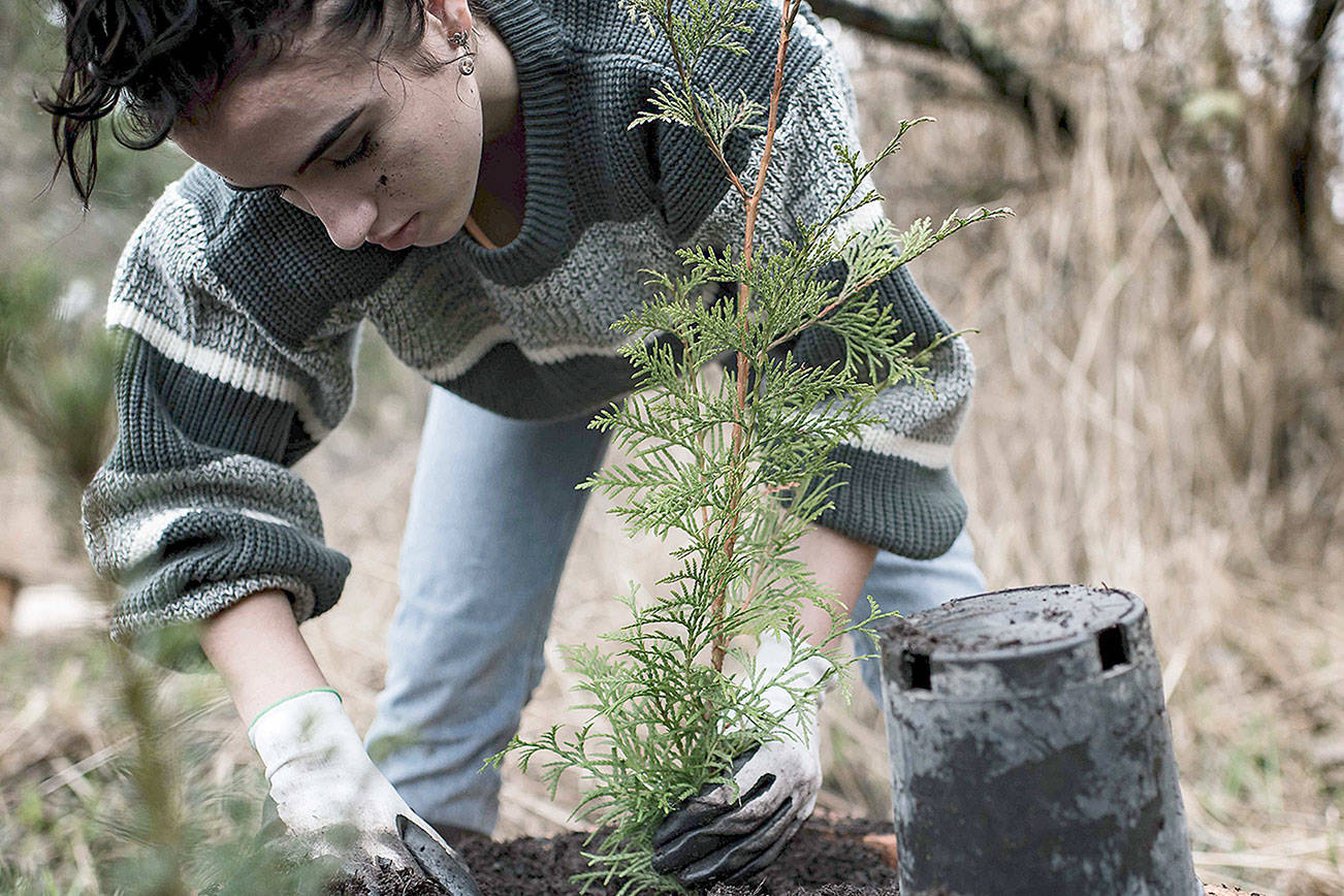 Thousands more trees planted on Tarboo Creek during Plant-A-Thon