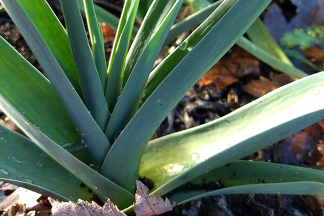 PENINSULA KITCHEN: Leeks, a mild onion relative, are great to have around