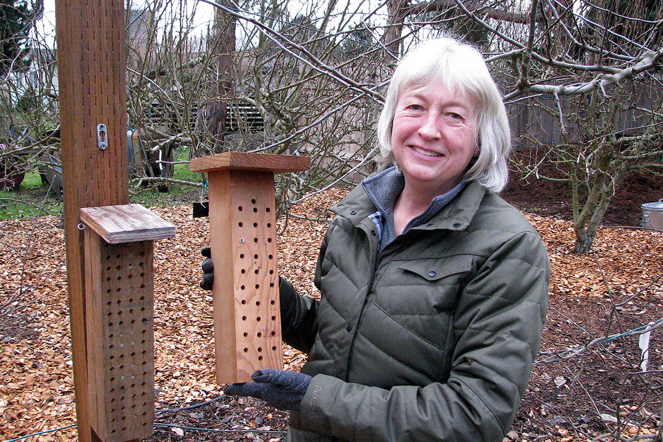 Mason bees are topic at next Green Thumb series presentation