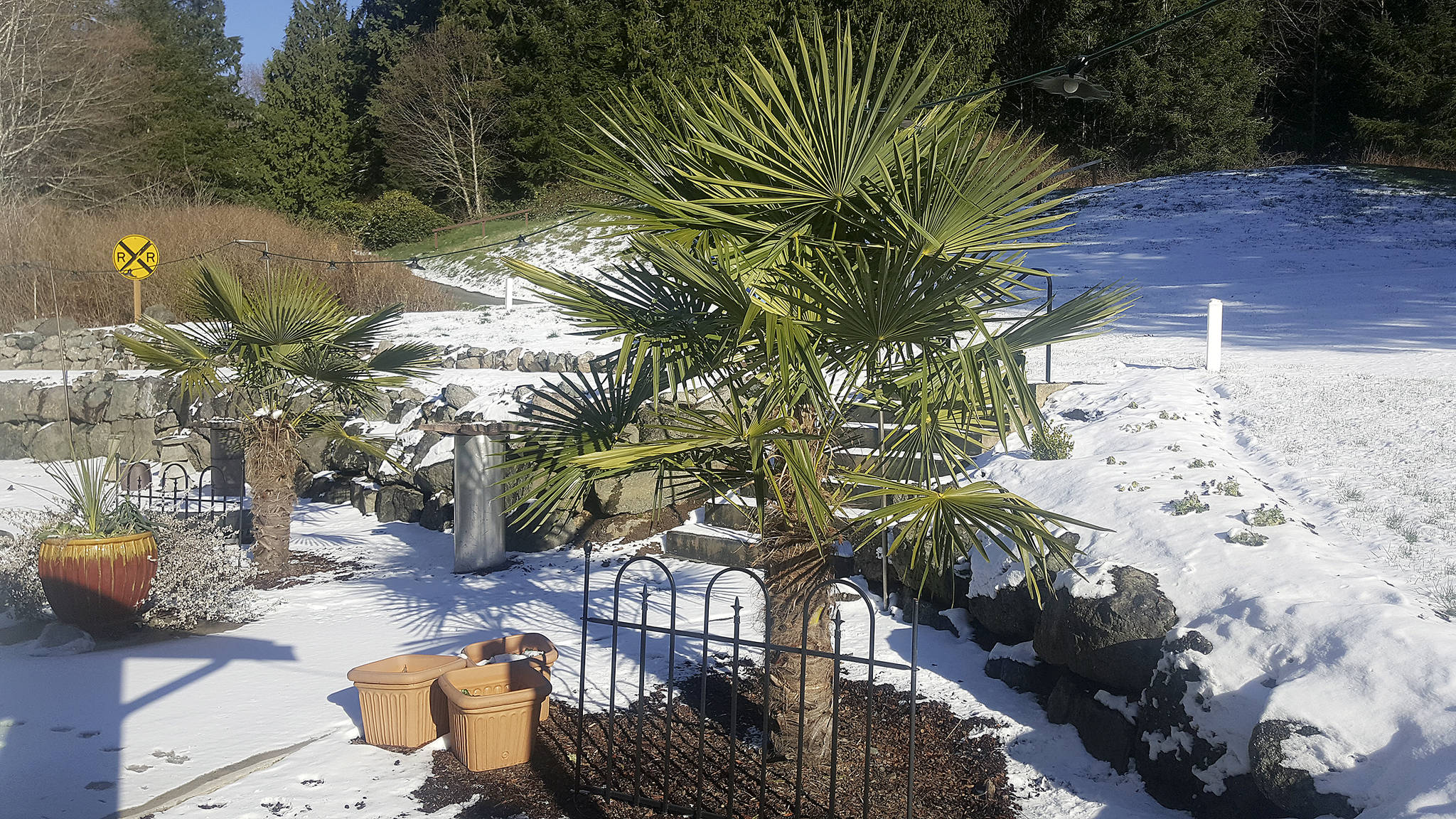A GROWING CONCERN: A little cold makes for a hardy plant
