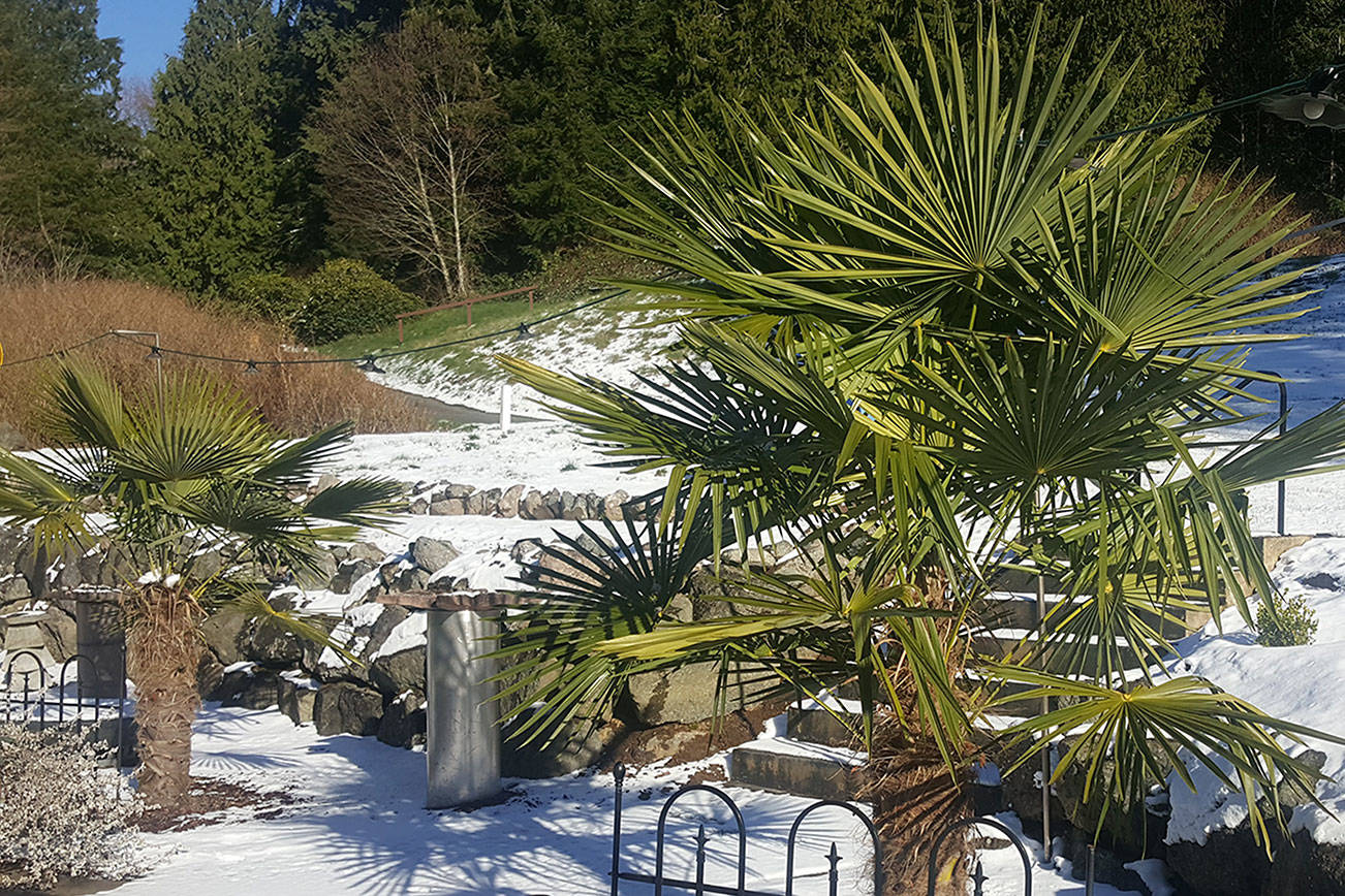 A GROWING CONCERN: A little cold makes for a hardy plant