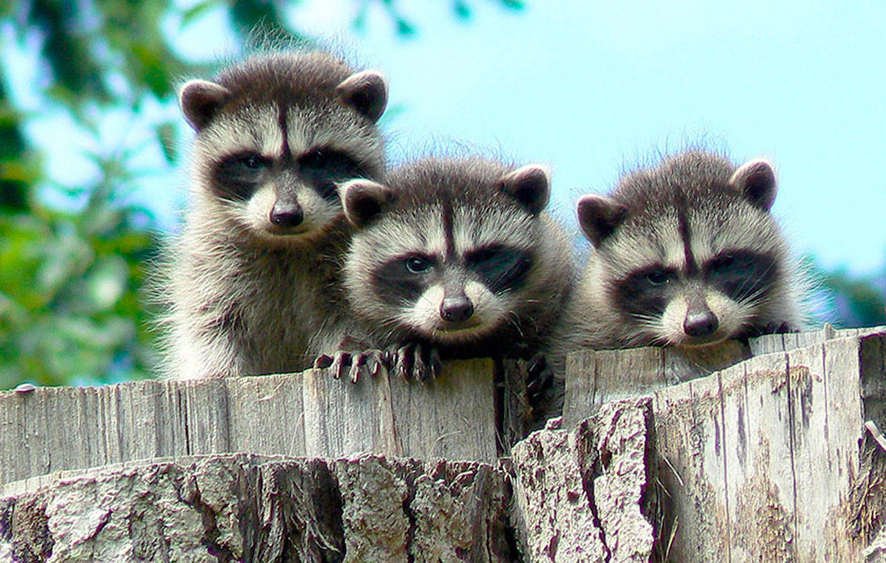 Shelby Eggert of Port Angeles won first place in Adult Photography with “Little Bandits.”