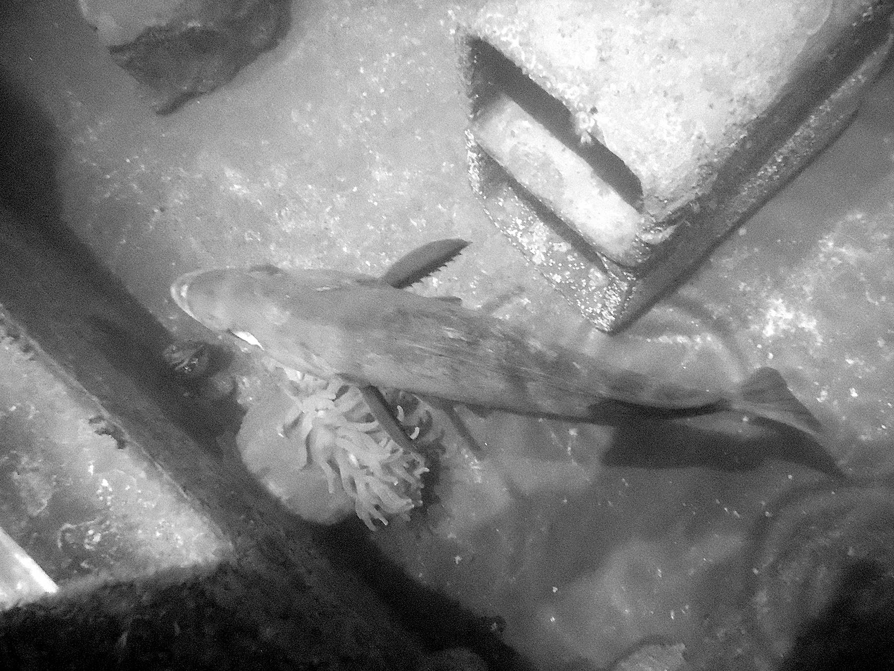 Feiro Marine Life Center This one-eyed black rockfish is in need of a name and the public is invited to submit their ideas to Feiro Marine Life Center’s Facebook page from Monday to Friday, March 30.