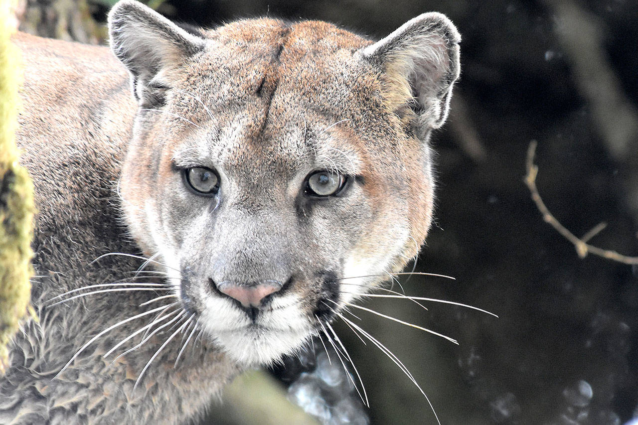 A cougar captured and released by researchers from the Lower Elwha Klallam Tribe. (Lower Elwha Klallam Tribe)