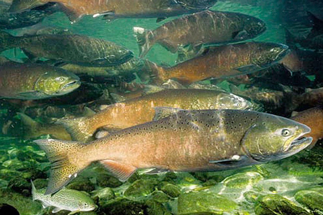 OUTDOORS: Salmon season proposals released