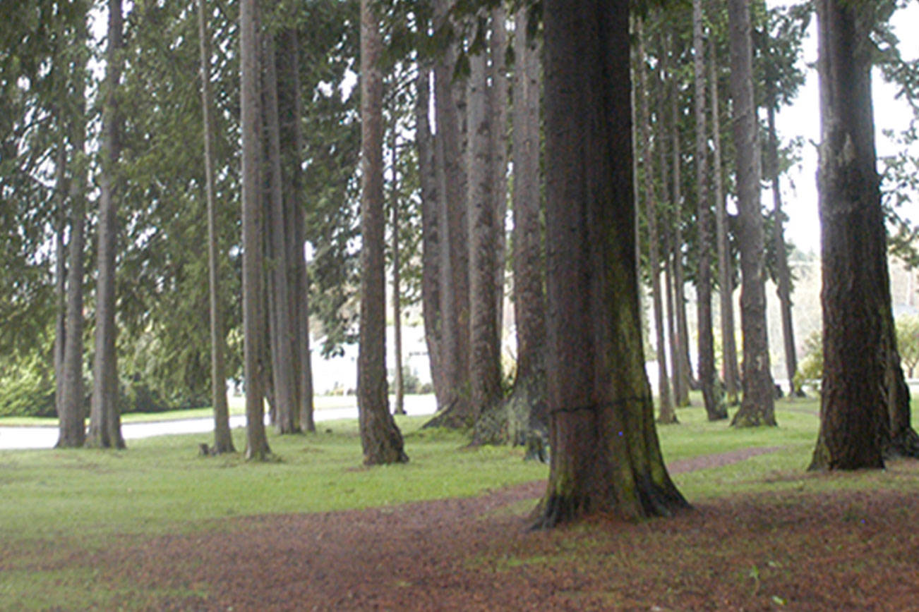 Port Angeles City Council looks to regain Tree City USA designation