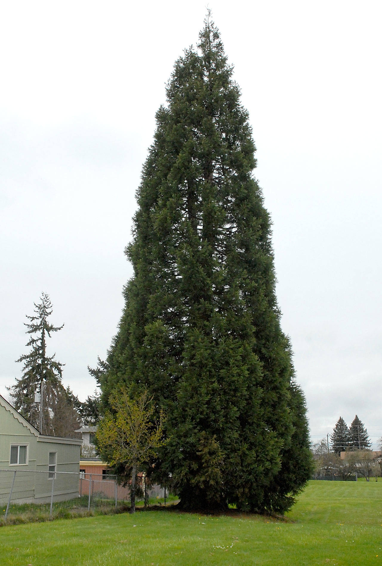 This sequoia tree on the west side of Lions Park in Port Angeles is slated for removal because of damage it has caused to a nearby driveway and house foundation. (Keith Thorpe/Peninsula Daily News)