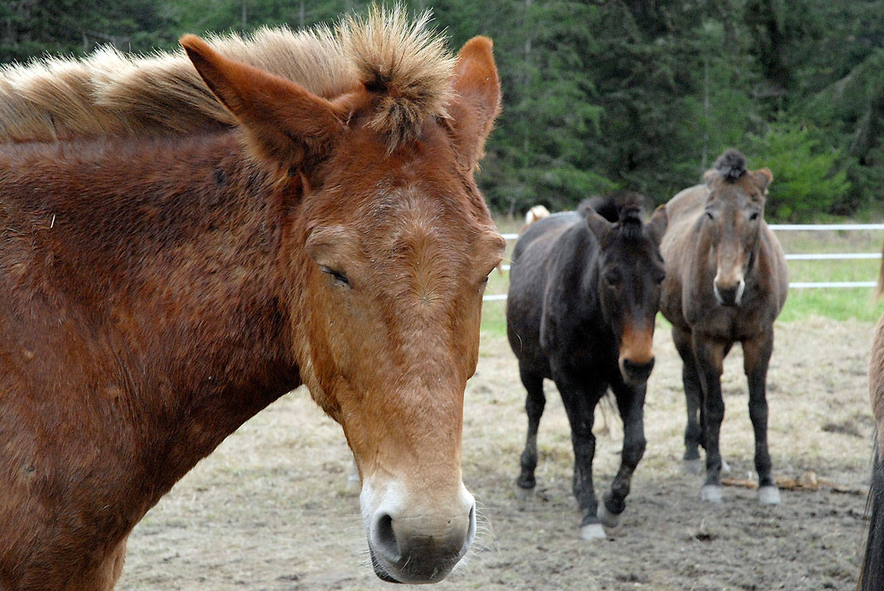 Part of a herd of mules pass the time in their temporary corral in the Elwha River Valley. (Keith Thorpe/Peninsula Daily News)