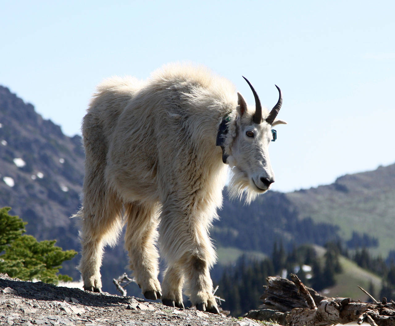 A mountain goat is seen near the Hurricane Ridge Ski Area in 2017. (Dave Logan/for Peninsula Daily News)