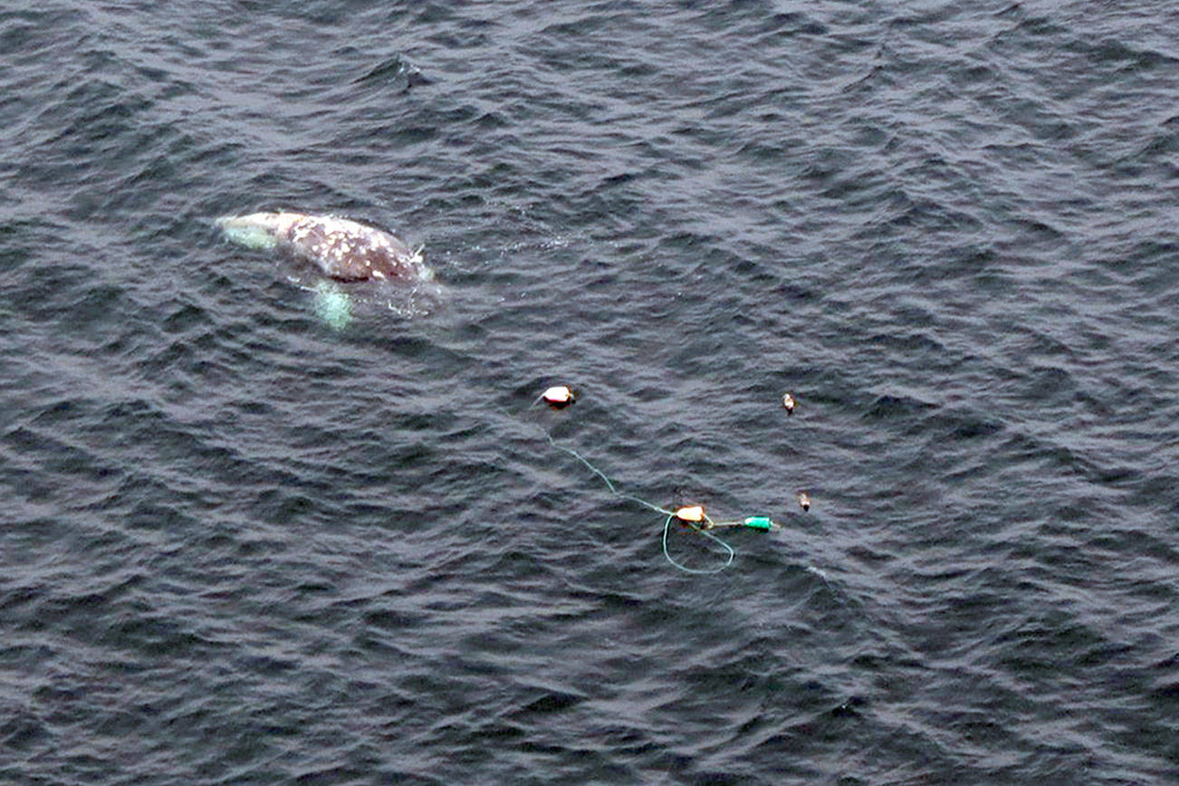 Authorities respond to entangled whale near La Push