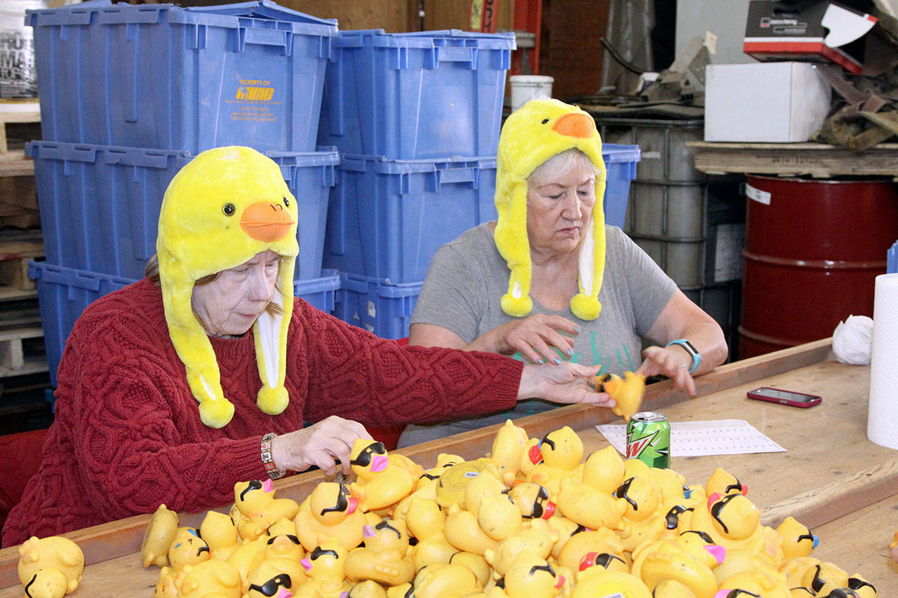 Linda Hickey, from left, and Barbara Rickard, both of Sequim, work at the duck tagging party in 2017. (Dave Logan/for Peninsula Daily News)