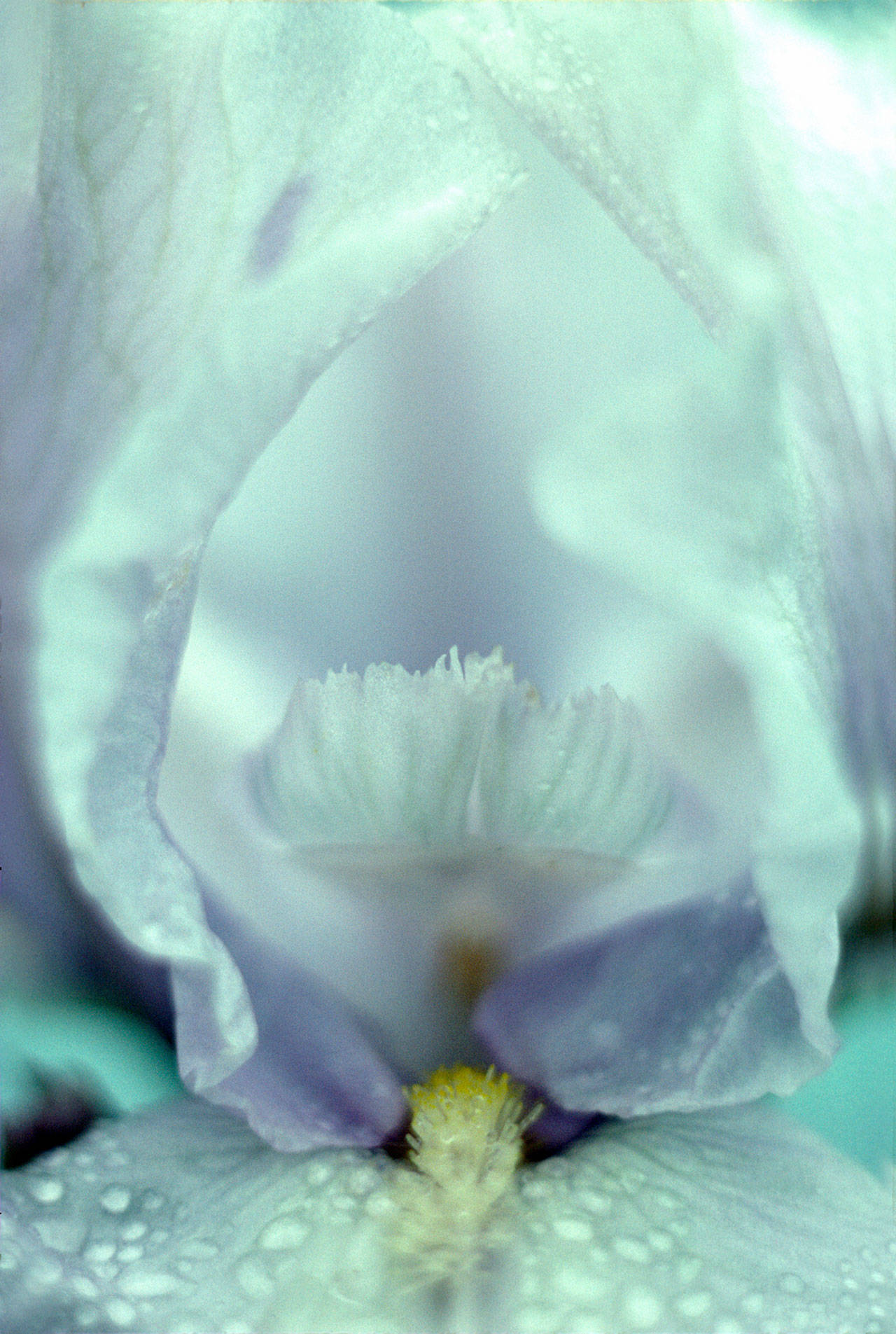 “Iris” by Jan Kepley will be on display at Wind Rose Cellars tonight.