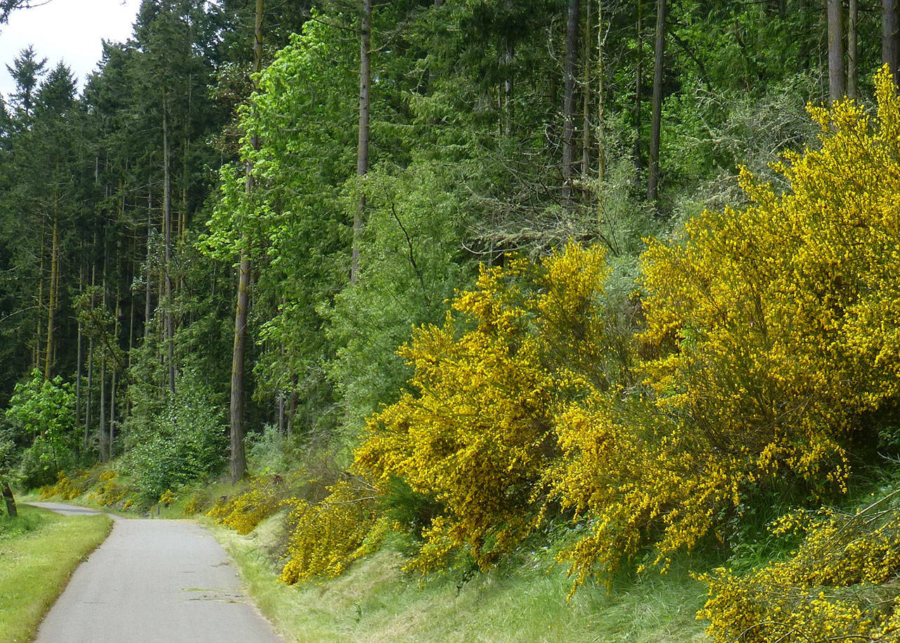 Scotch broom covers a hillside just south of Whitefeather Way in May of 2013. (Gretha Davis)
