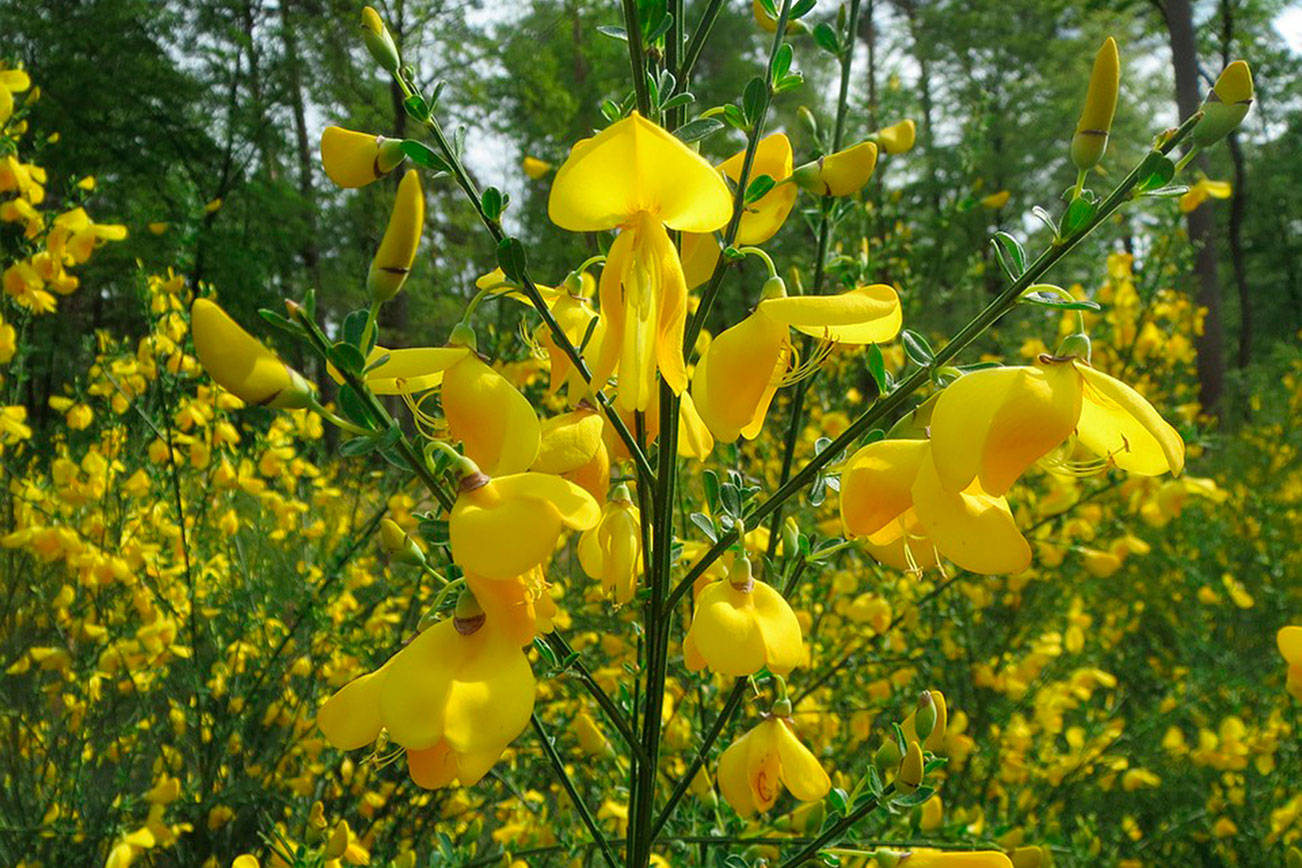 Spring blooms bring unwanted Scotch Broom