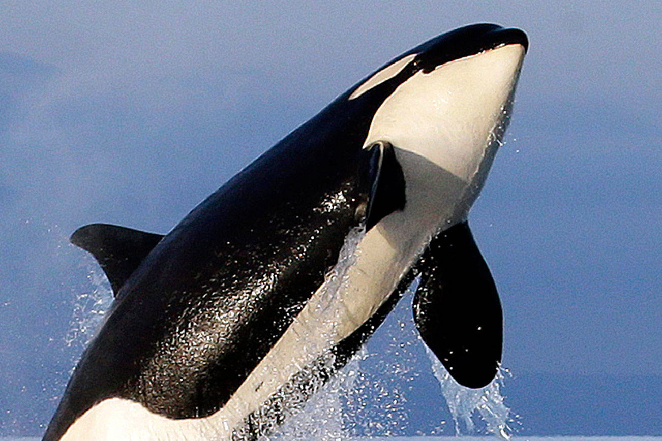 Center for Biological Diversity threatens lawsuit over habitat protection for orcas