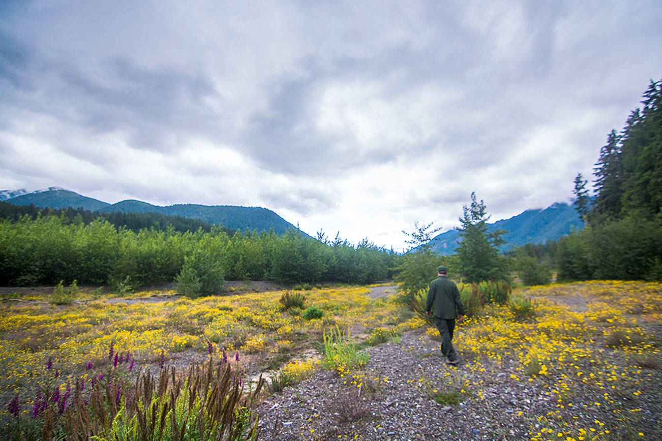 Leader of revegetation effort revels in growth on the Elwha River