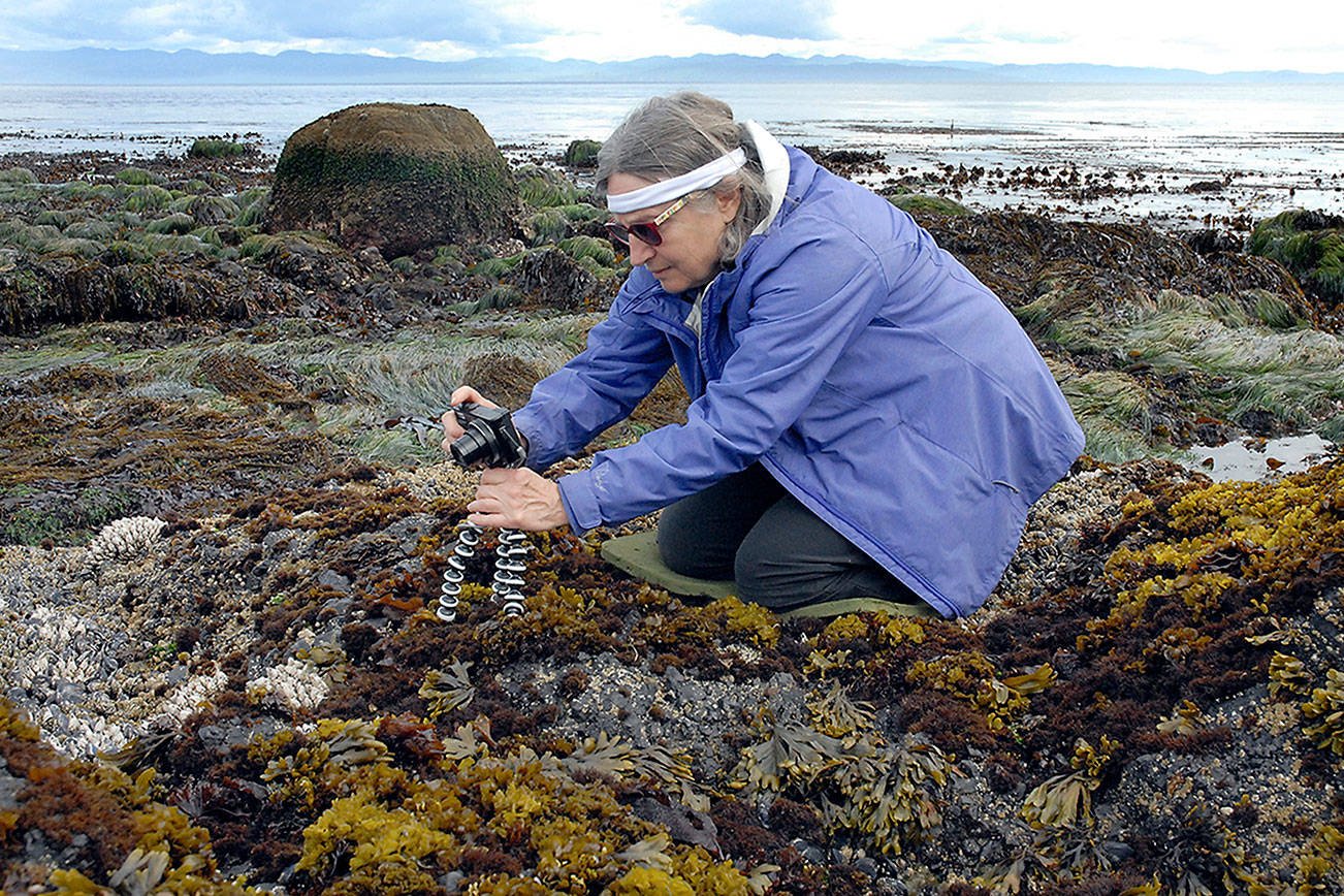 Low tide draws the curious to Joyce shoreline