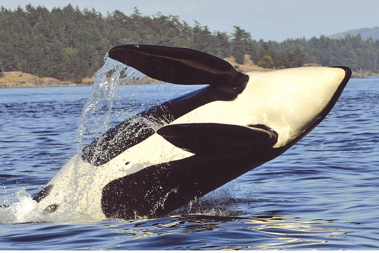 Orcas the focus at Fort Worden festival Saturday