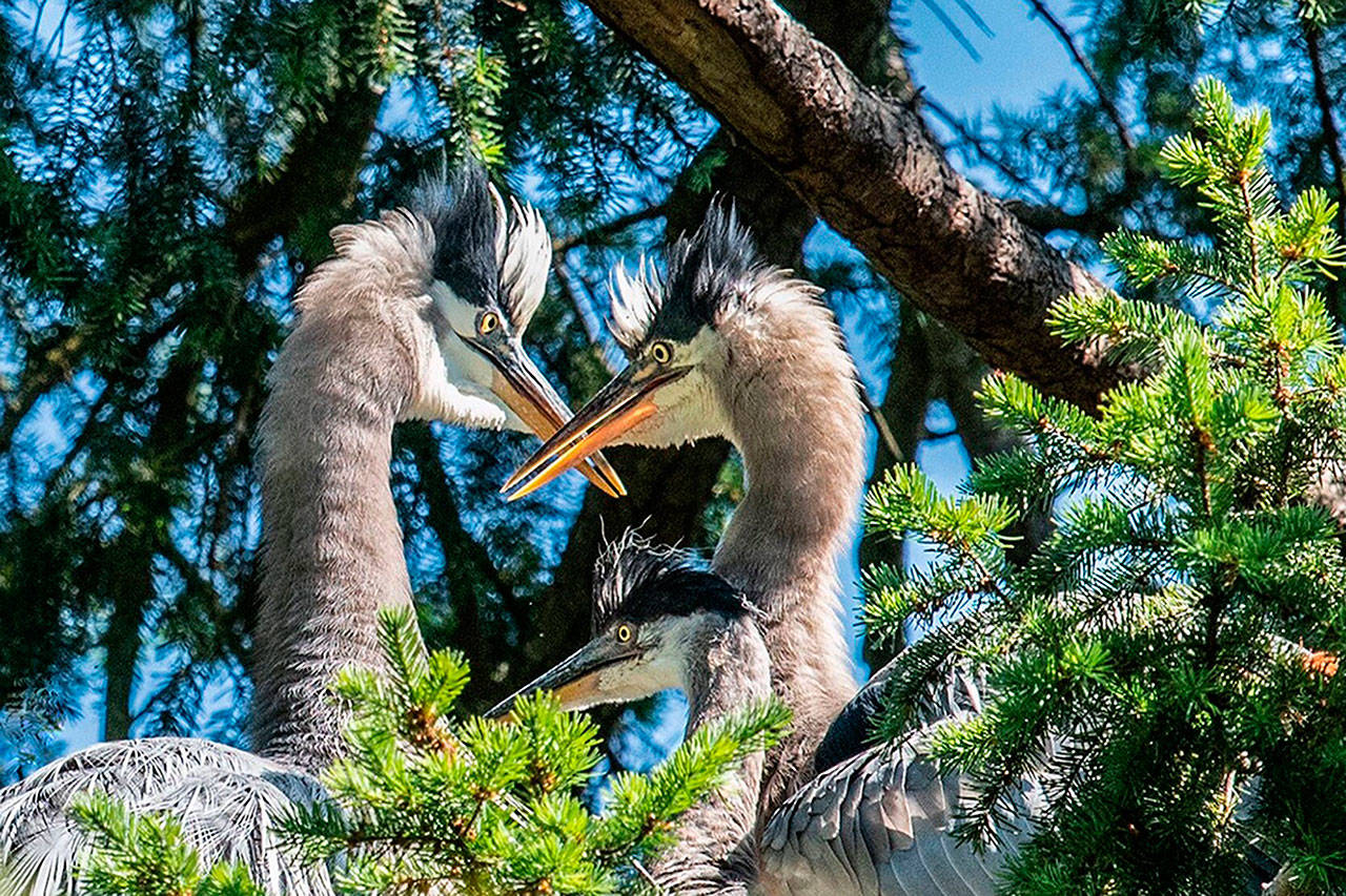 A family of blue herons congregate in a nest by John Wayne Marina a few weeks ago. The adult birds eventually abandoned the nest and Harold Heron, Jr., was found in thick brush after it fell 75 feet. It’s now recuperating at the Northwest Raptor & Wildlife Center. (Suzanne Anaya)