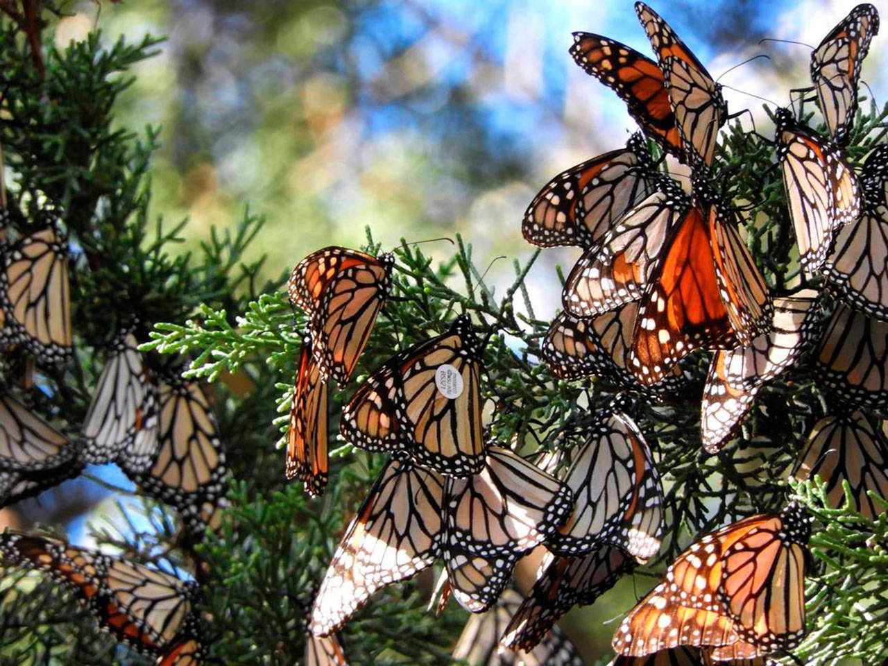 A cluster of monarch butterflies is seen in the wild, one with a WSU tag on it. (Washington State University)