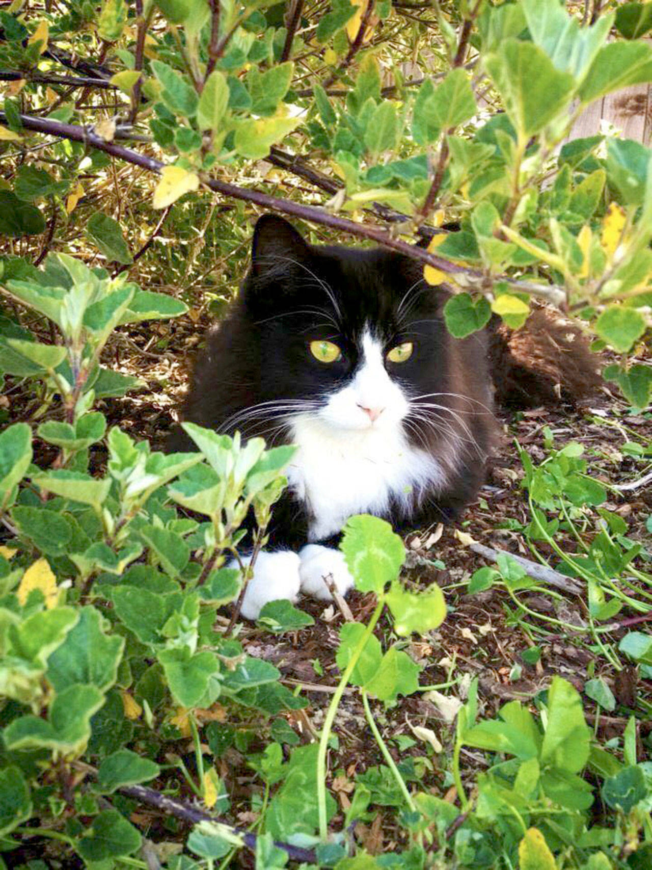 Tarot, a 7-year-old cat that has been part of Debbie Drake’s family since he was a kitten, was killed and left at Shane Park on Sunday. (Debbie Drake)