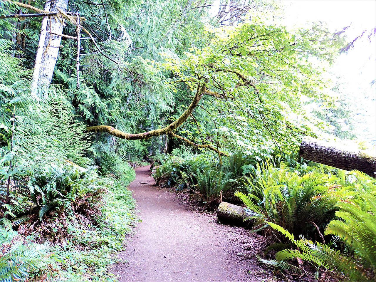 Pierre LaBossiere/Peninsula Daily News The Spruce Railroad Trail between the McFee and Daley Rankin tunnels.