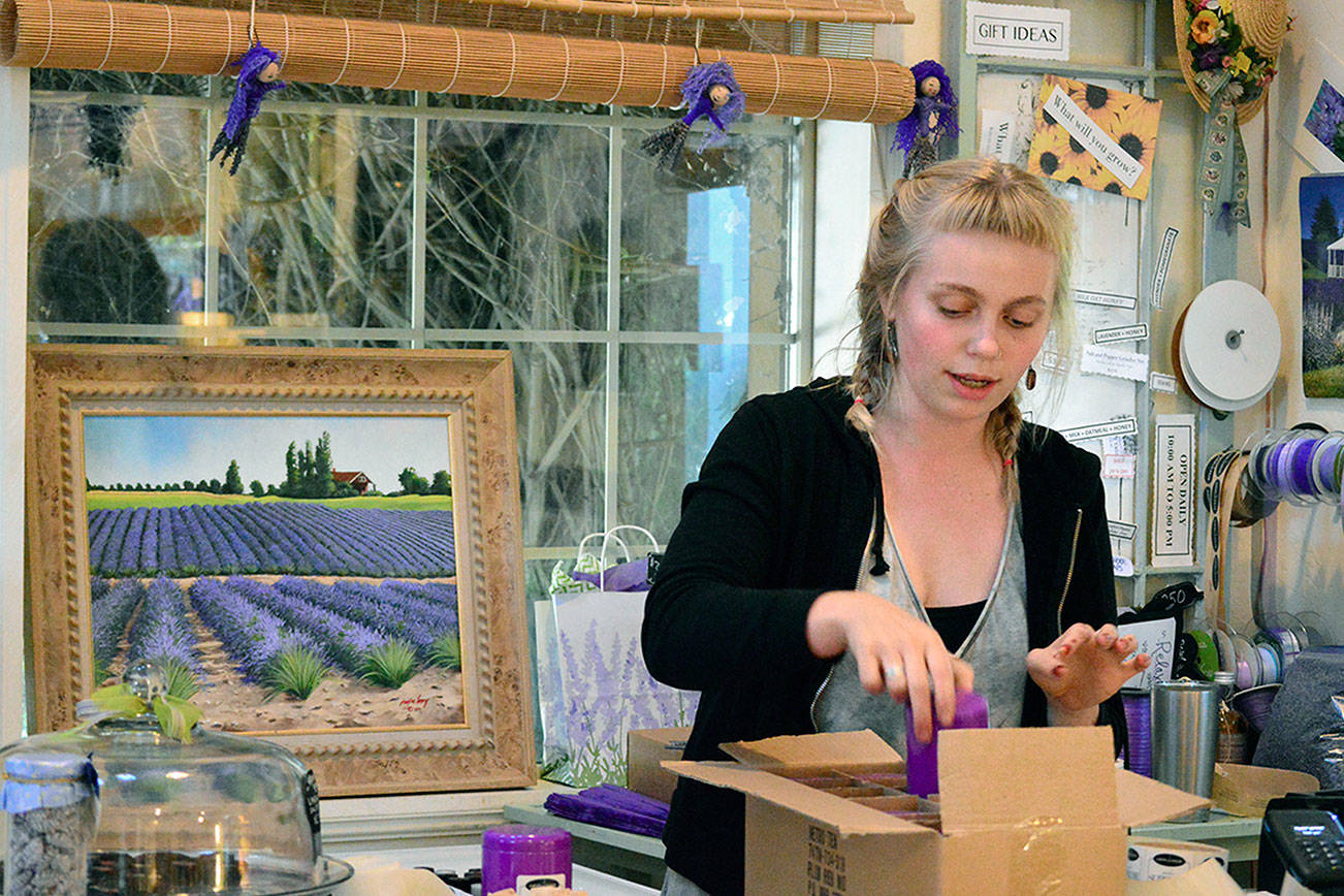 Sweet-smelling purple fields draw visitors to Peninsula