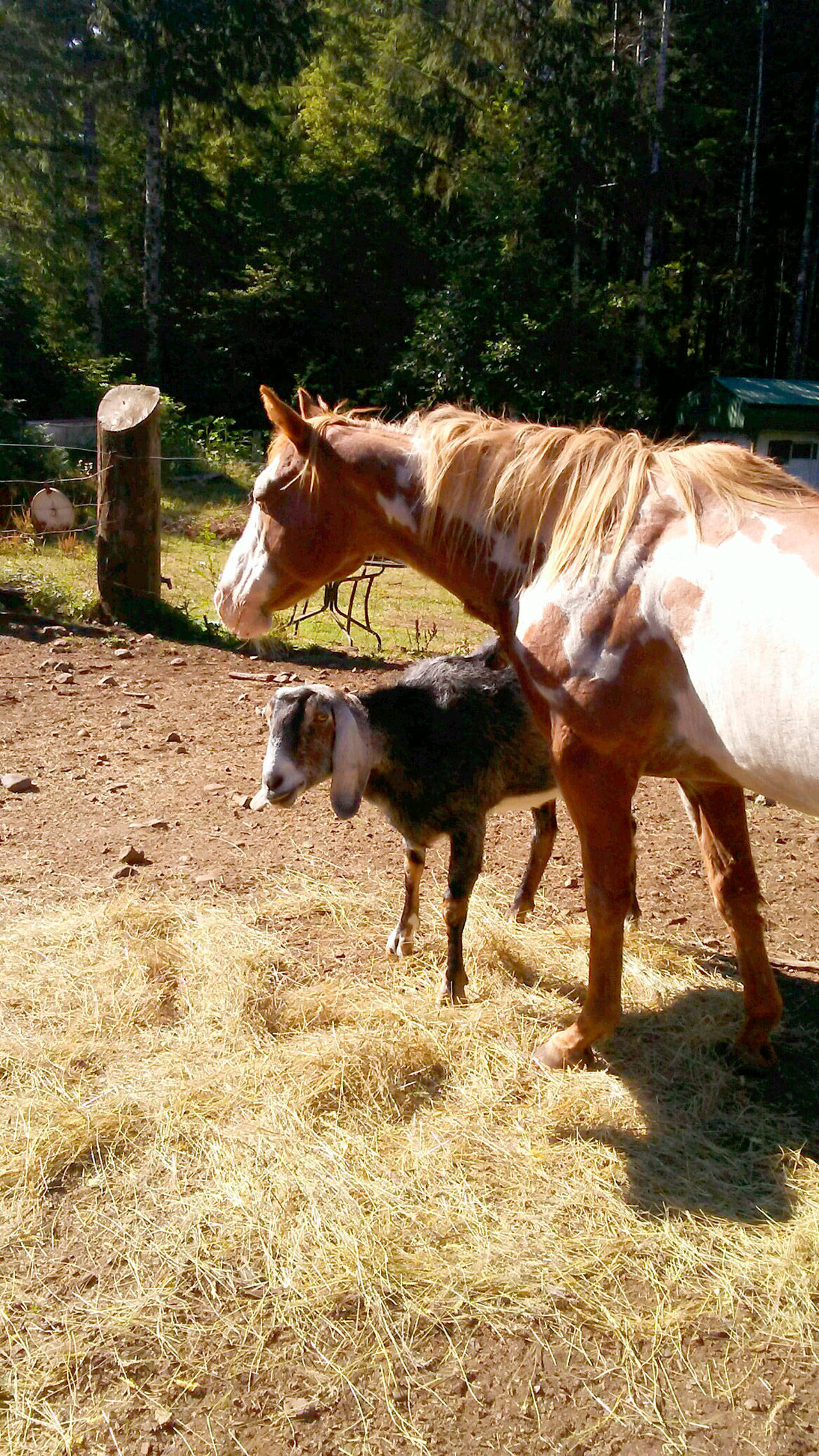 The late Roxy with Gorgeous George, a goat. (Antigone Barker)