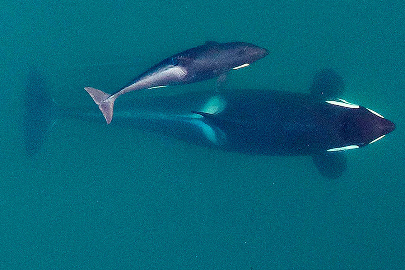 Vets ready for rare efforts to save ailing endangered orca