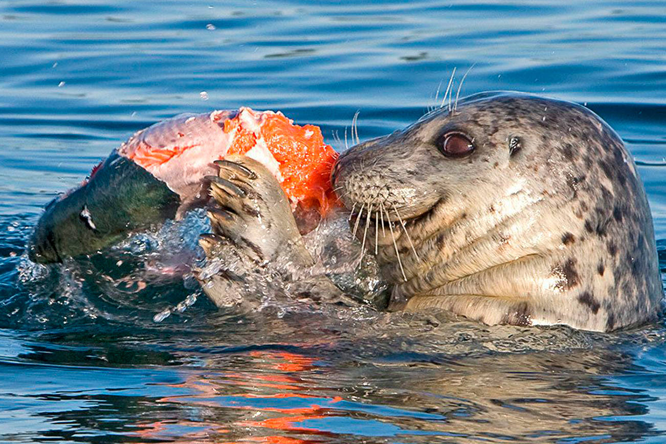 OUTDOORS: Seals and sea lions contributing to orca’s woes