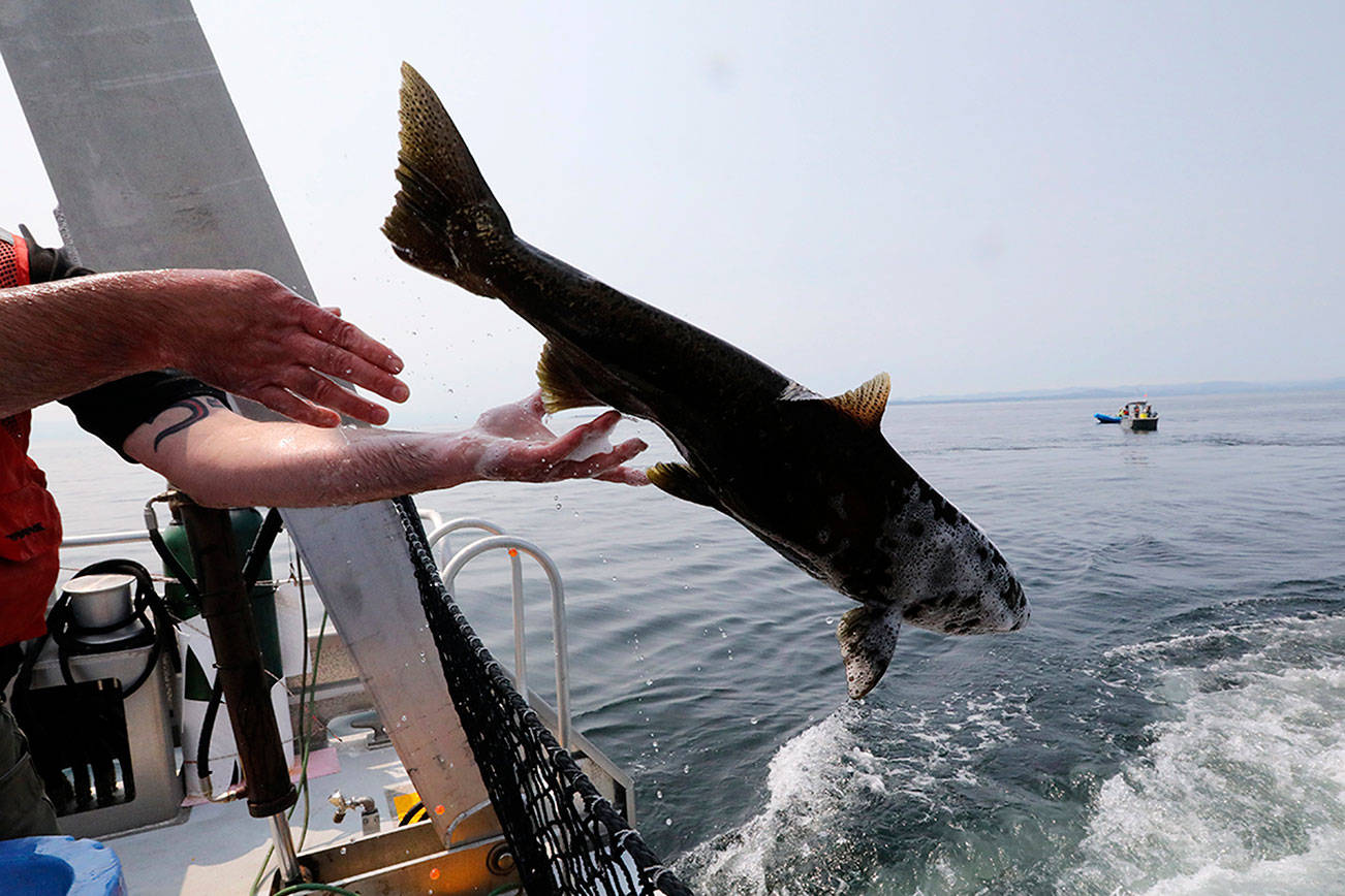 Teams trying to save ailing orca practice feeding live fish