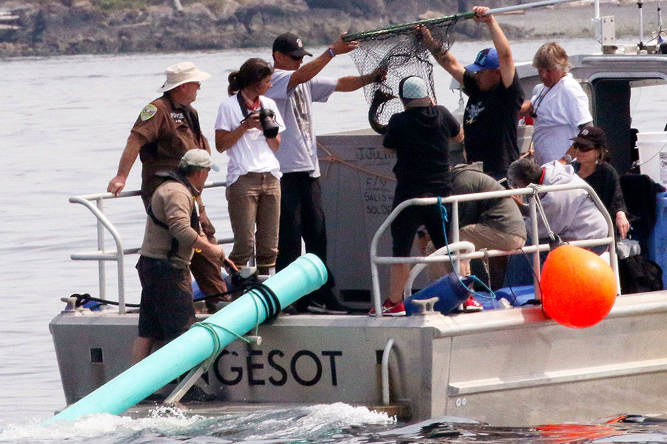 Live salmon released for ailing orca but she doesn’t eat