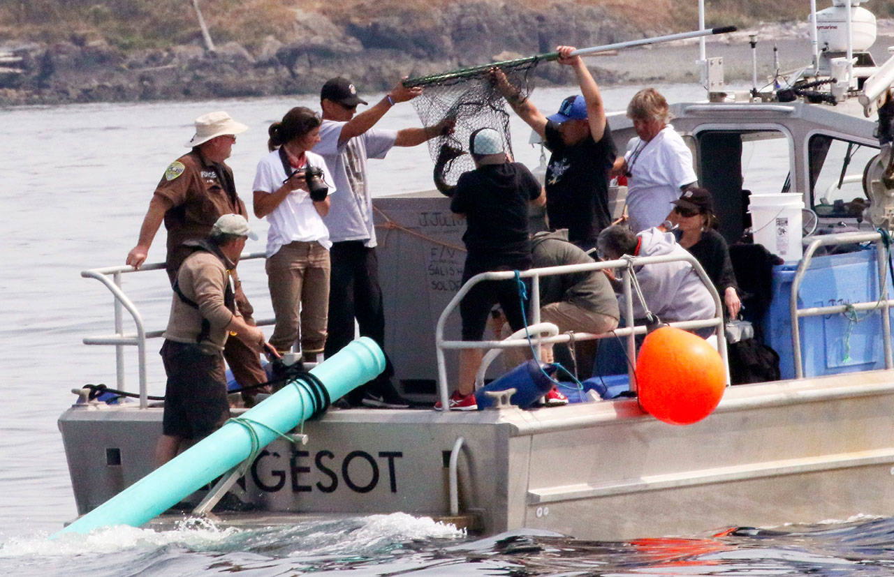 Aboard a Lummi Nation police boat, tribal members, NOAA and others use a dip net to lift a chinook salmon from a fish tote to release through the green tube as a test into waters off San Juan Island as viewed from aboard the King County Research Vessel SoundGardian on Friday. (Alan Berner/The Seattle Times via AP)