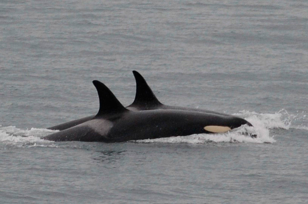 In this Saturday photo released by the Center for Whale Research, an orca known as J35, foreground, swims with other orcas near Friday Harbor. (Center for Whale Research via AP)